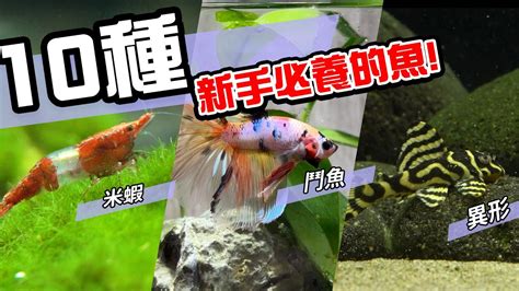 家裡養什麼魚最好|新手必知：養魚5大技巧